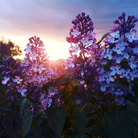 Meet your Posher, Annie - Picture 1 of 1